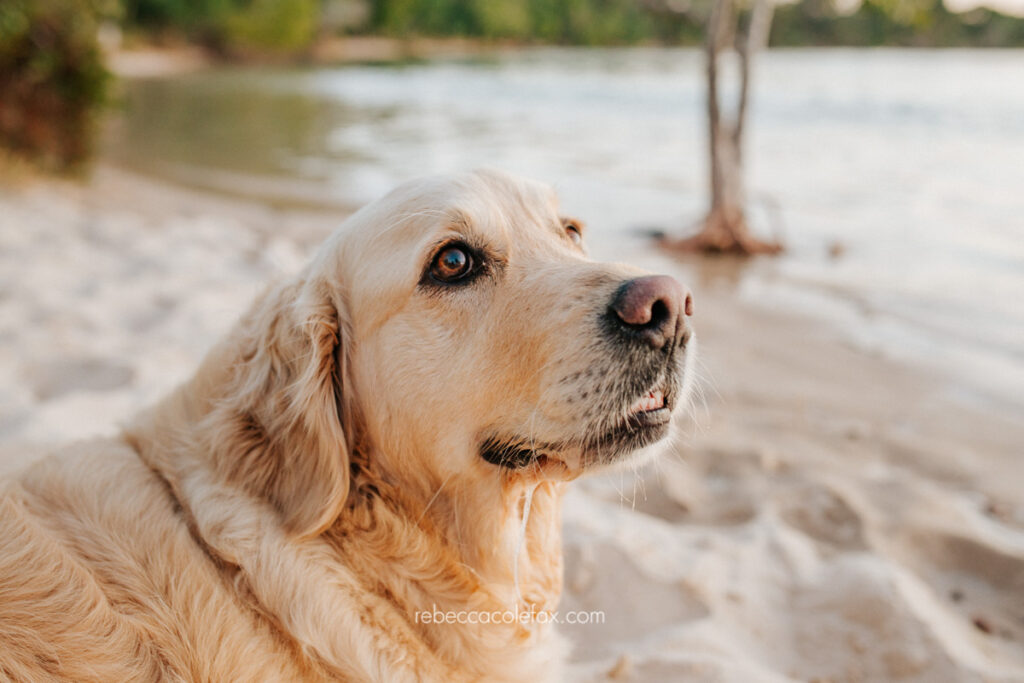 Pet Photography Noosa
