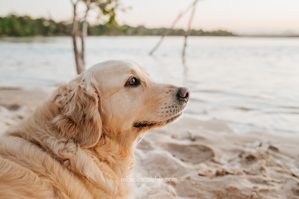 Pet Photography Noosa