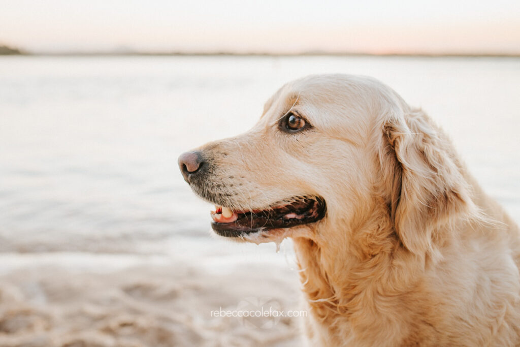 Pet Photography Noosa