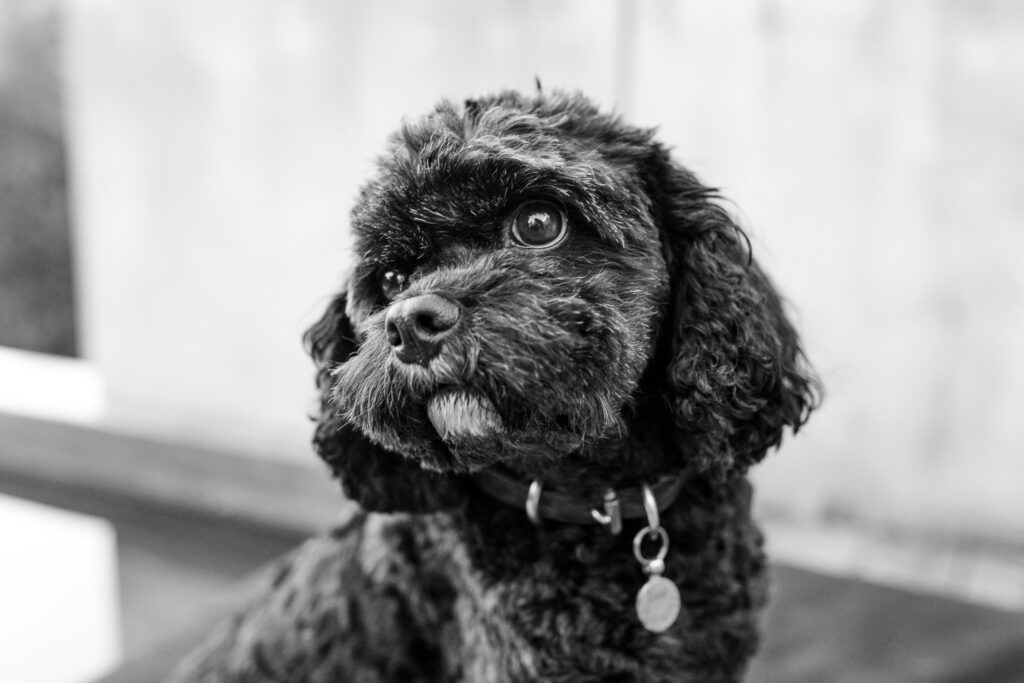 Rebecca-Colefax-Photography-50-1
