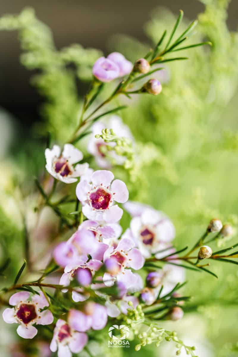 Wax Flowers