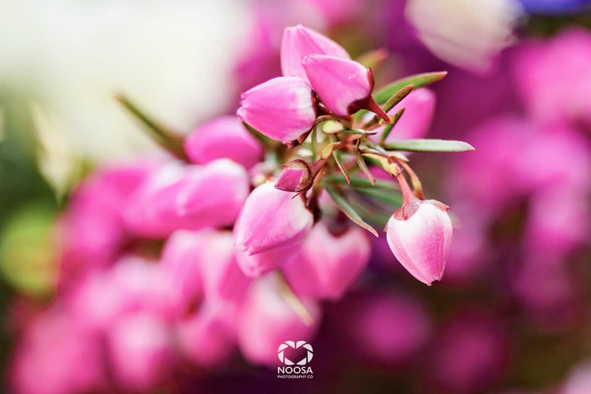 Purple flowers