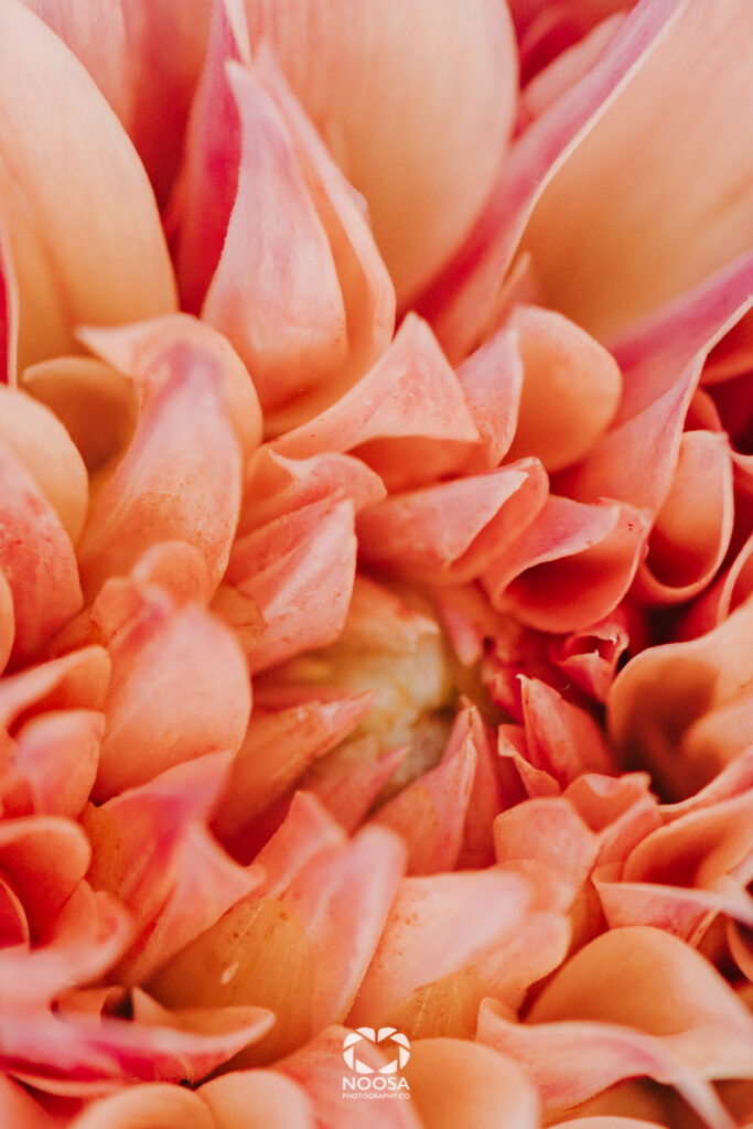 Flowers Noosa Main Beach